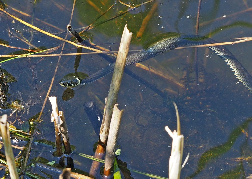 /Užovka obojková plave v tůni.