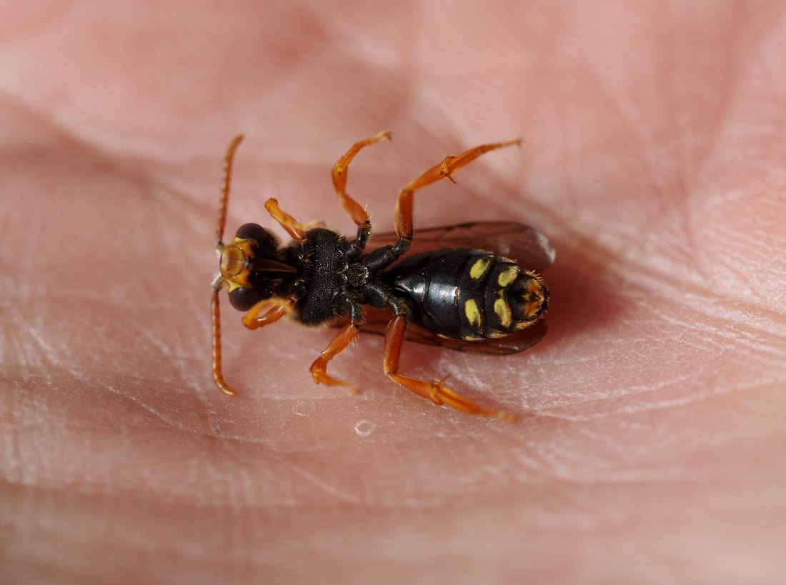 /Nomada sexfasciata, spodek těla.
