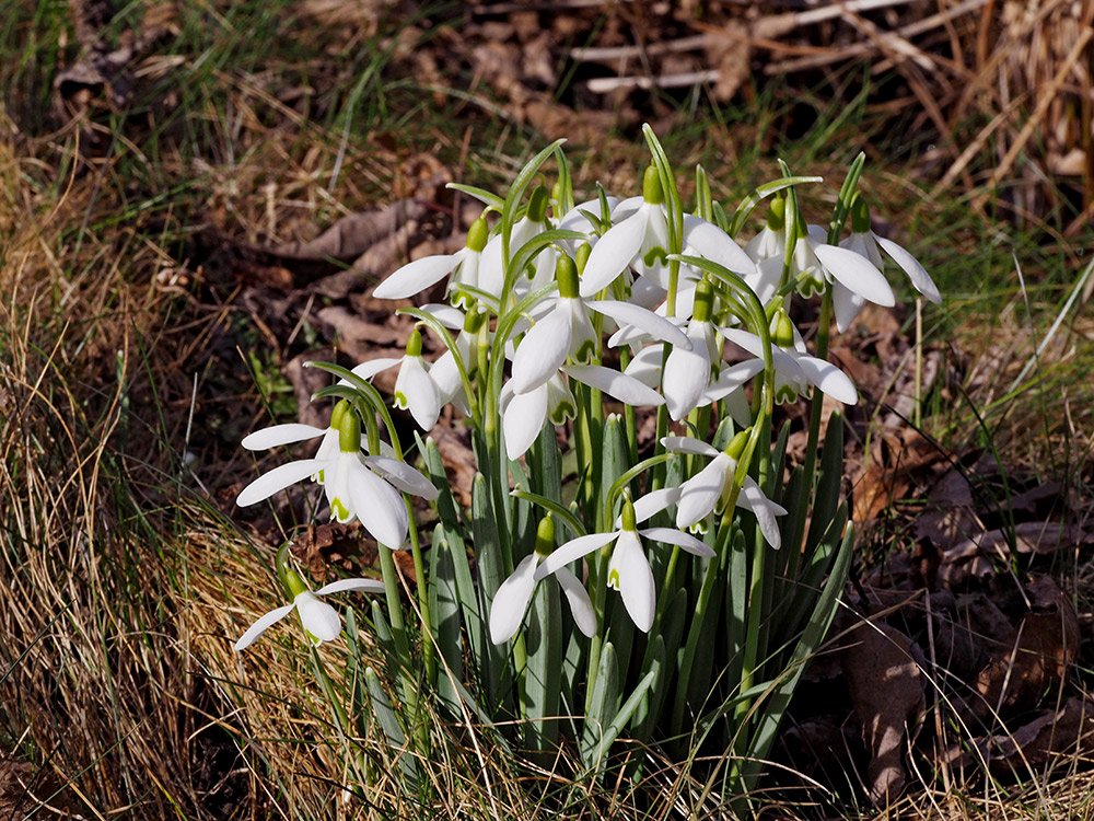 /Sněženky přečkaly zimu a po oteplení bohatě kvetou. /Sněženky přečkaly zimu a po oteplení bohatě kvetou.