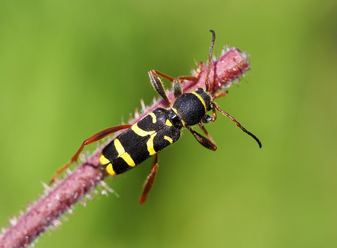 /Kuloštítník beraní, dospělý brouk.