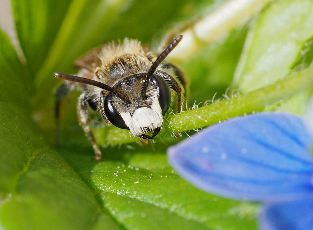 /Andrena labiata, sameček, portrét v detailu. /Andrena labiata, sameček, portrét v detailu.