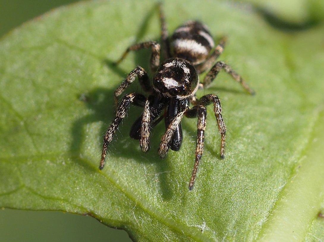 /Pavouk skákavka, foto zpředu. /Pavouk skákavka, foto zpředu.