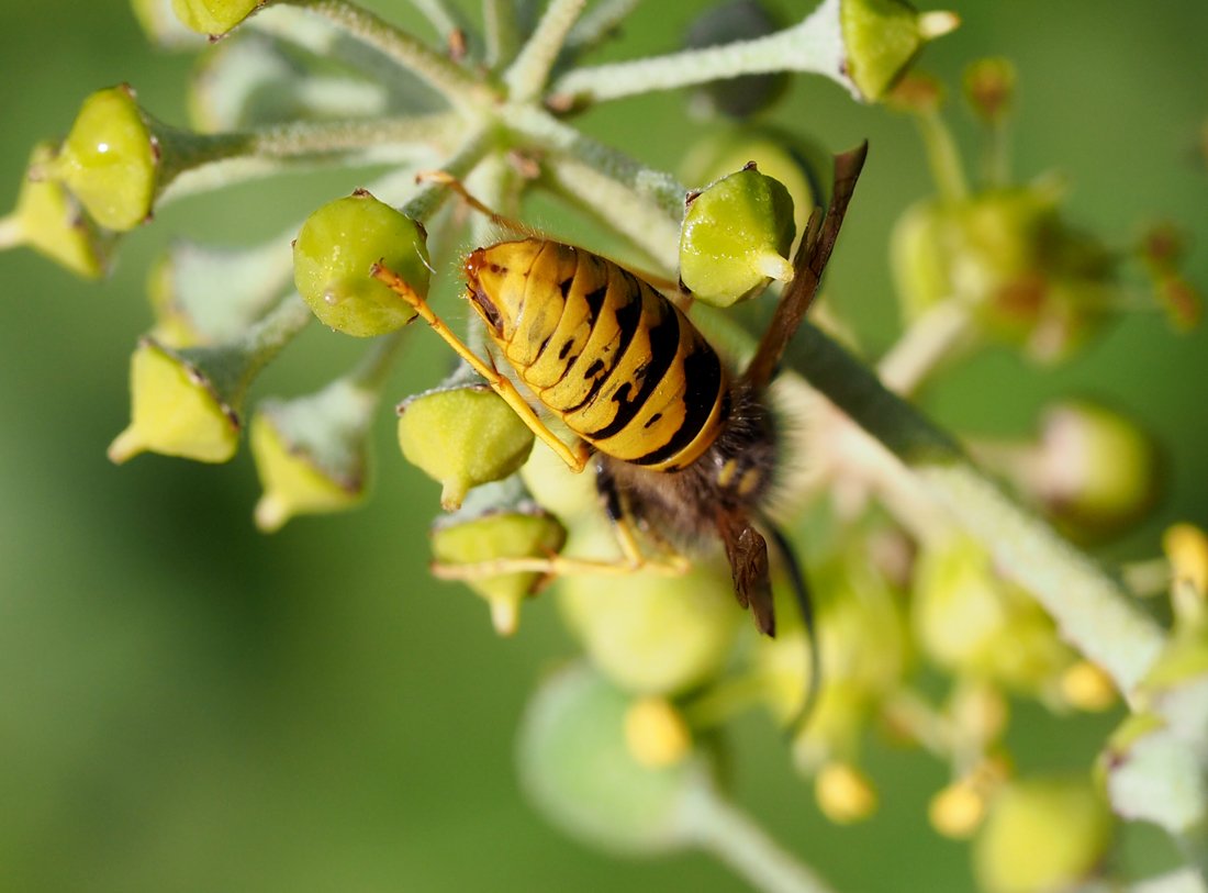 /Vespula germanica, zadeček samečka. /Vespula germanica, zadeček samečka.