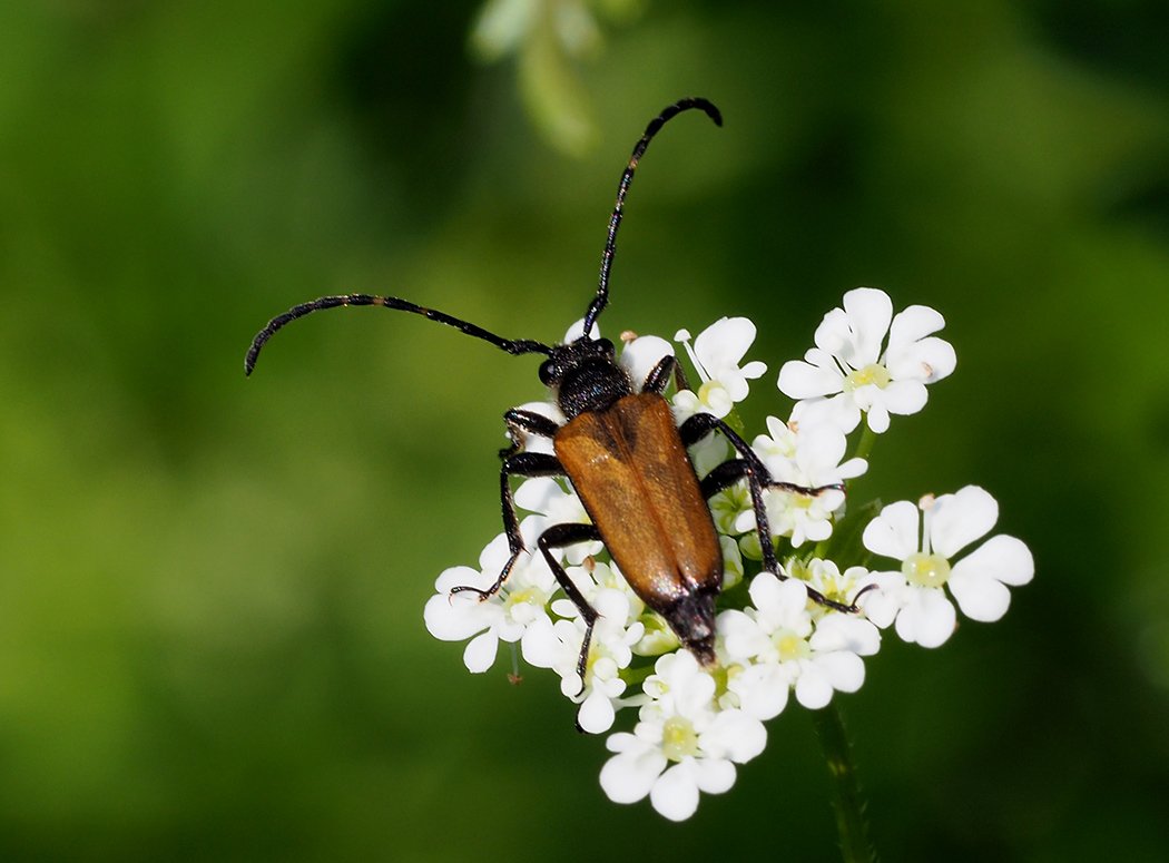 /Brouk Stictoleptura maculicornis.