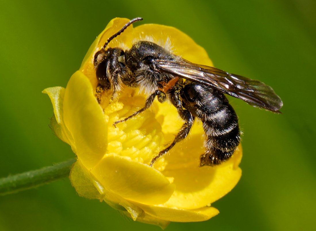 /Chelostoma florisomne, sameček má na těle přichycenou larvu brouka majky. /Chelostoma florisomne, sameček má na těle přichycenou larvu brouka majky.