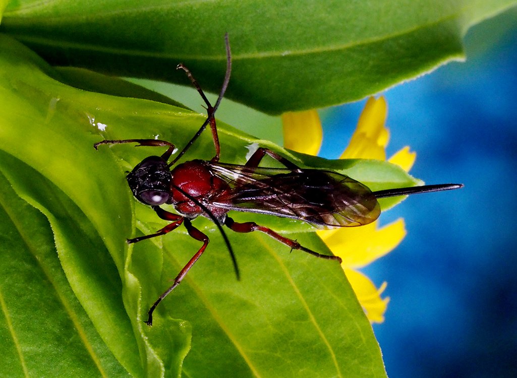 /Lumek s červenou hrudí.