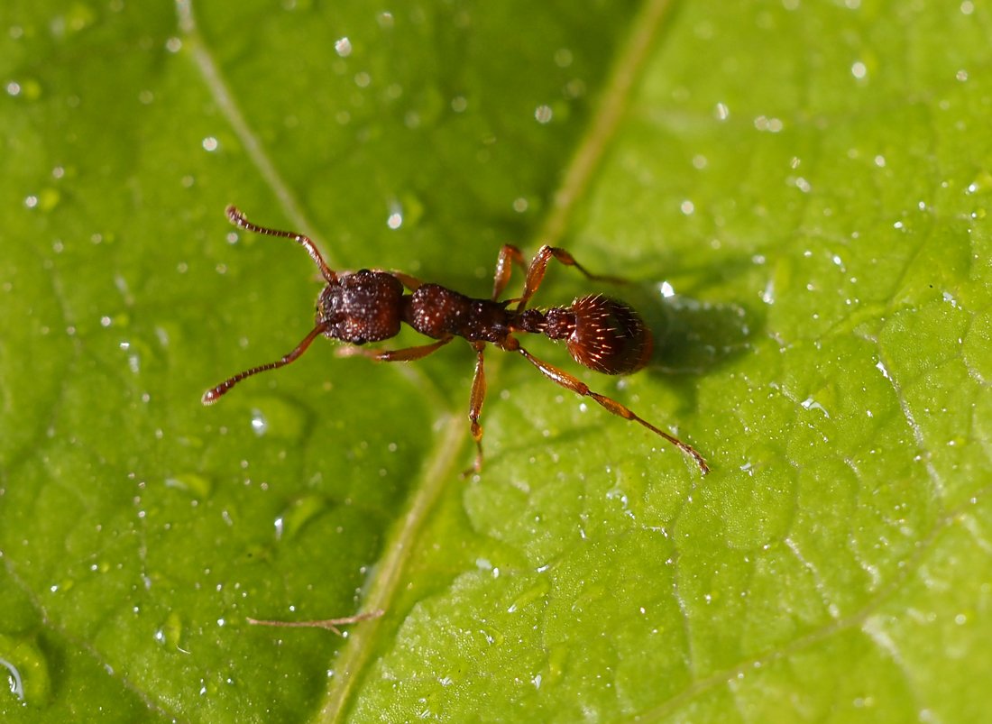 /Mravenec rodu Myrmica stojí na listu. /Mravenec rodu Myrmica stojí na listu.