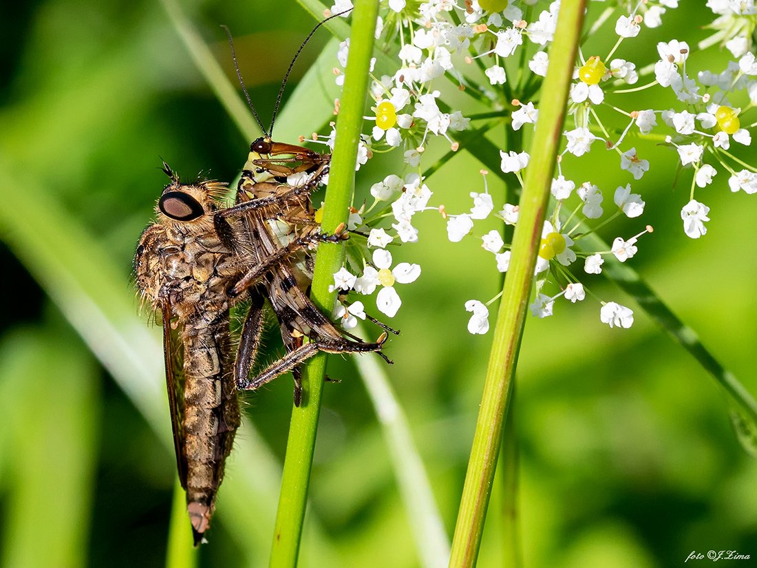 /Roupec loví srpici. /Roupec loví srpici.