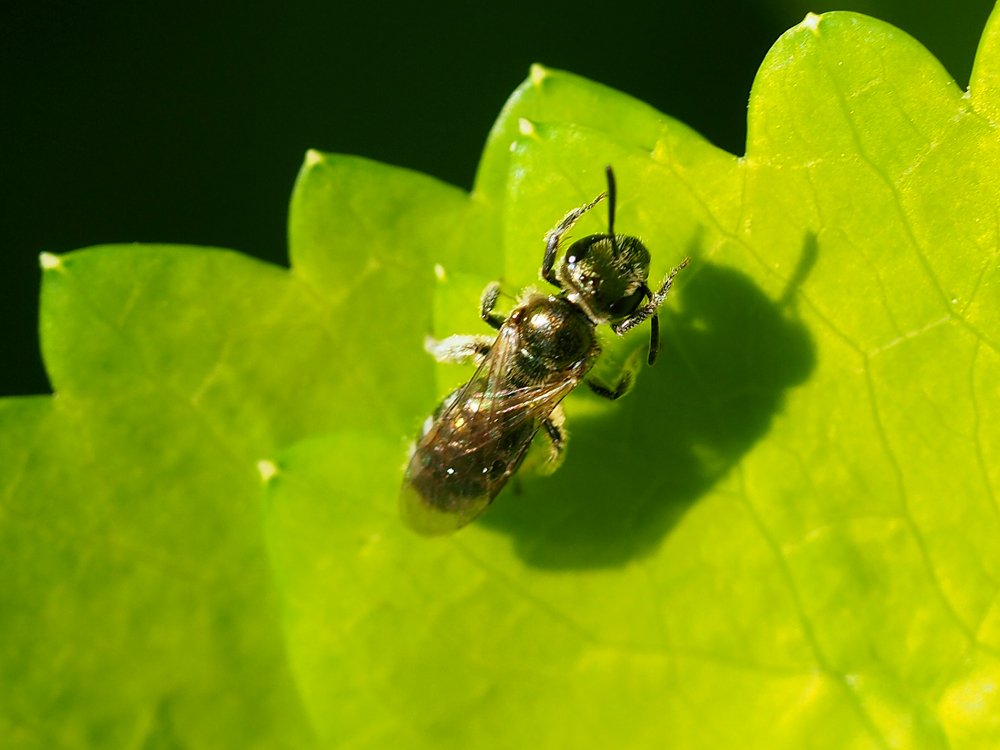 /Lasioglossum nitidulum na listu tromínu. /Lasioglossum nitidulum na listu tromínu.