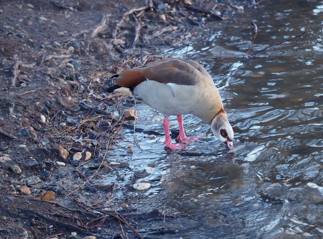 /Husice nilská má růžové nohy.