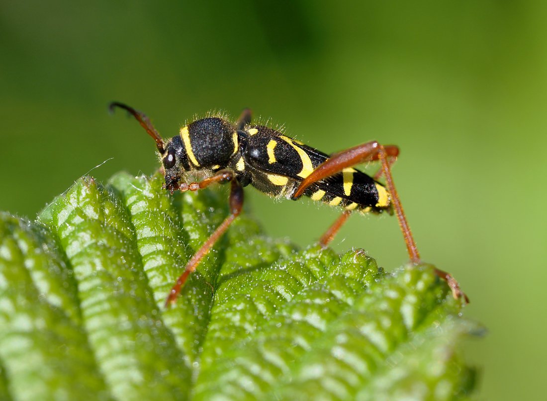 /Brouk kuloštítník beraní má žlutě šrafovanou i spodní část zadečku.