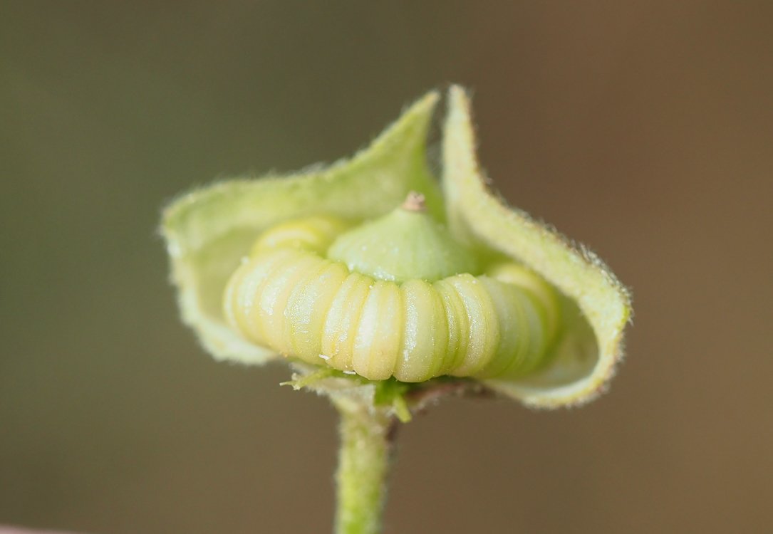 /Malva alcea - pohled na vnitřek nedozrálého plodu. /Malva alcea - pohled na vnitřek nedozrálého plodu.