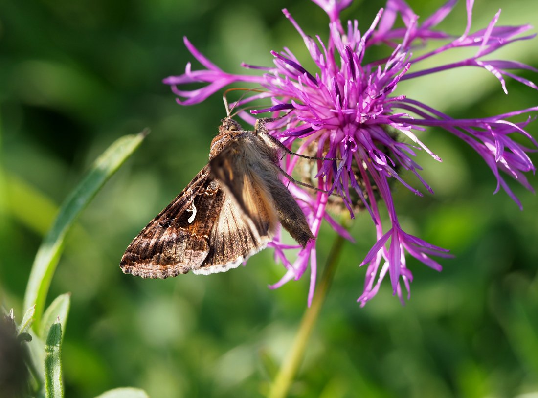 /Autographa saje nektar.