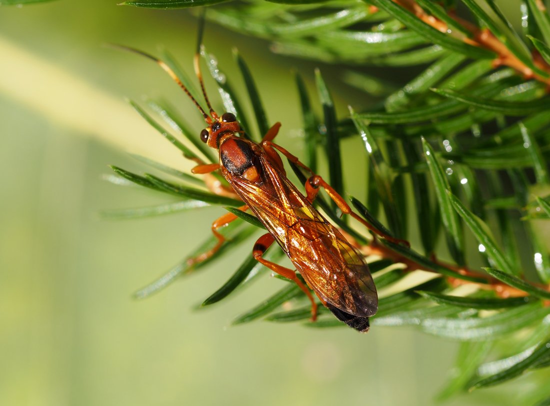 /Lumek Lymantrichneumon na smrkové větvičce.