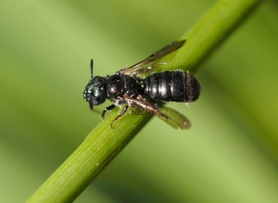 Kyjorožka