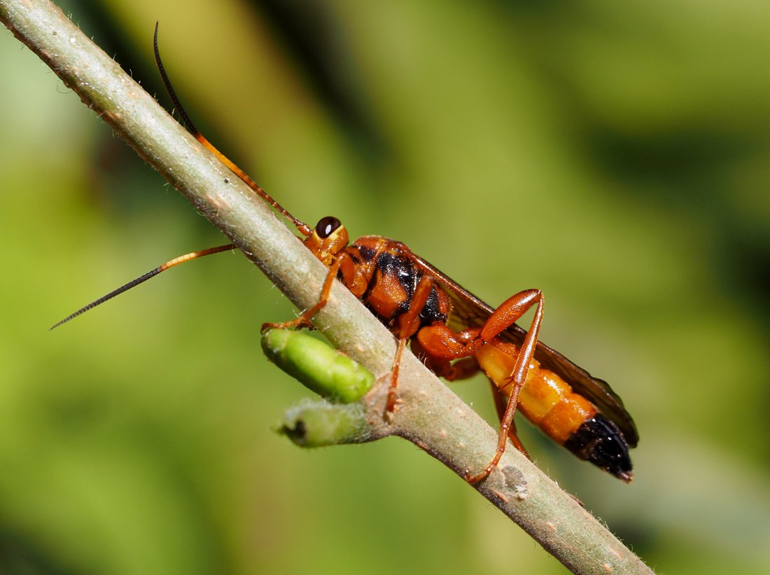 /Lumek Limantrichneumon, spodek těla.