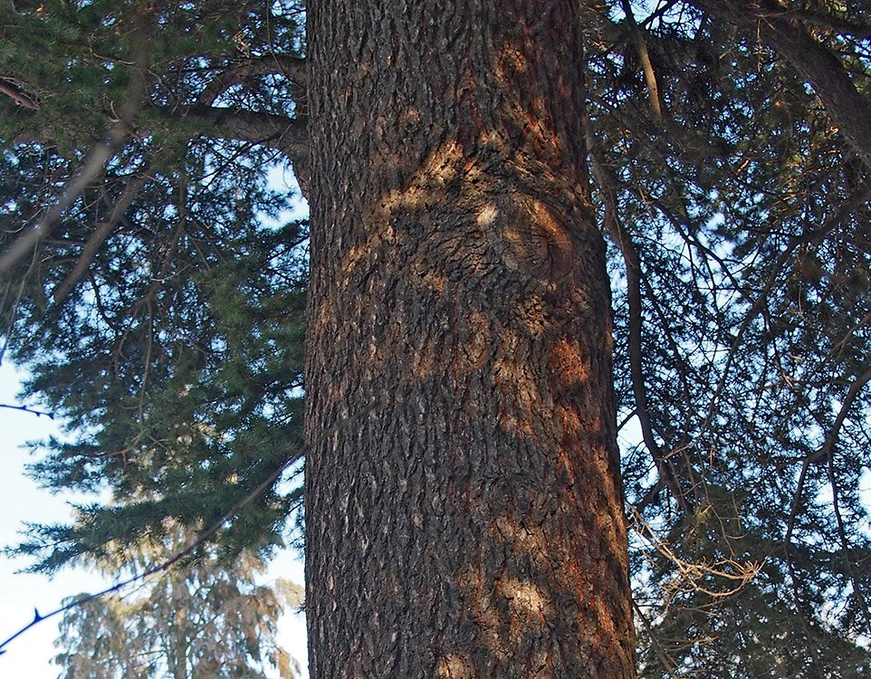 /Cedr, mohutný kmen starého stromu. /Cedr, mohutný kmen starého stromu.