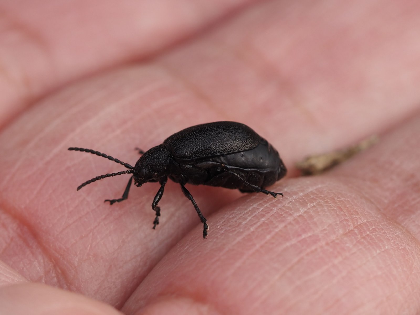 /Bázlivec vratičový, samička na ruce.