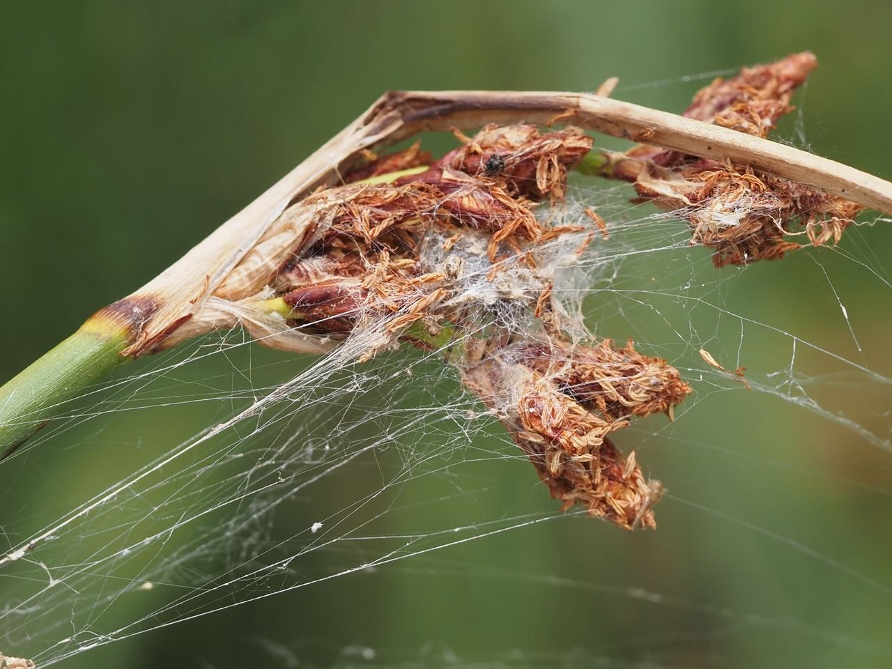 /Skřípinec s pavoučím úkrytem.