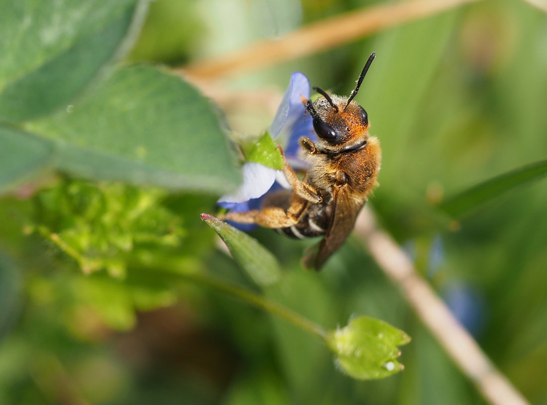 /Halictus simplex na květech rozrazilu 1. 4. 2021.