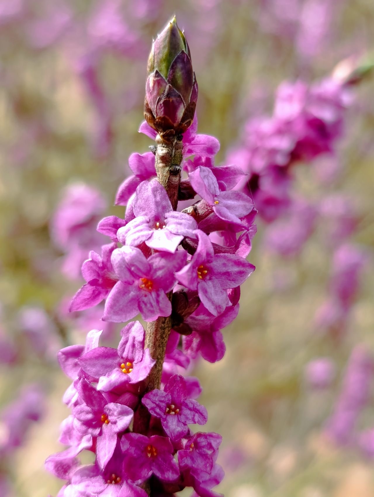 /Květy lýkovce v detailu. Foto Michaela Hlavatá