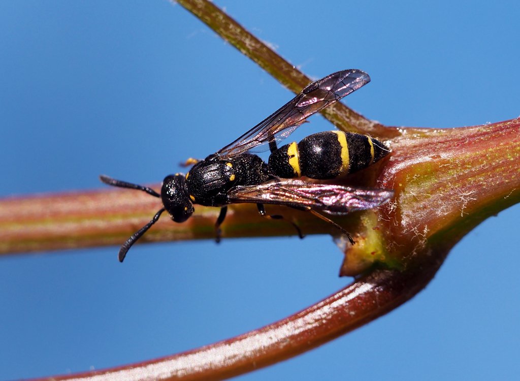 /Symmorphus bifasciatus zvětšeně.