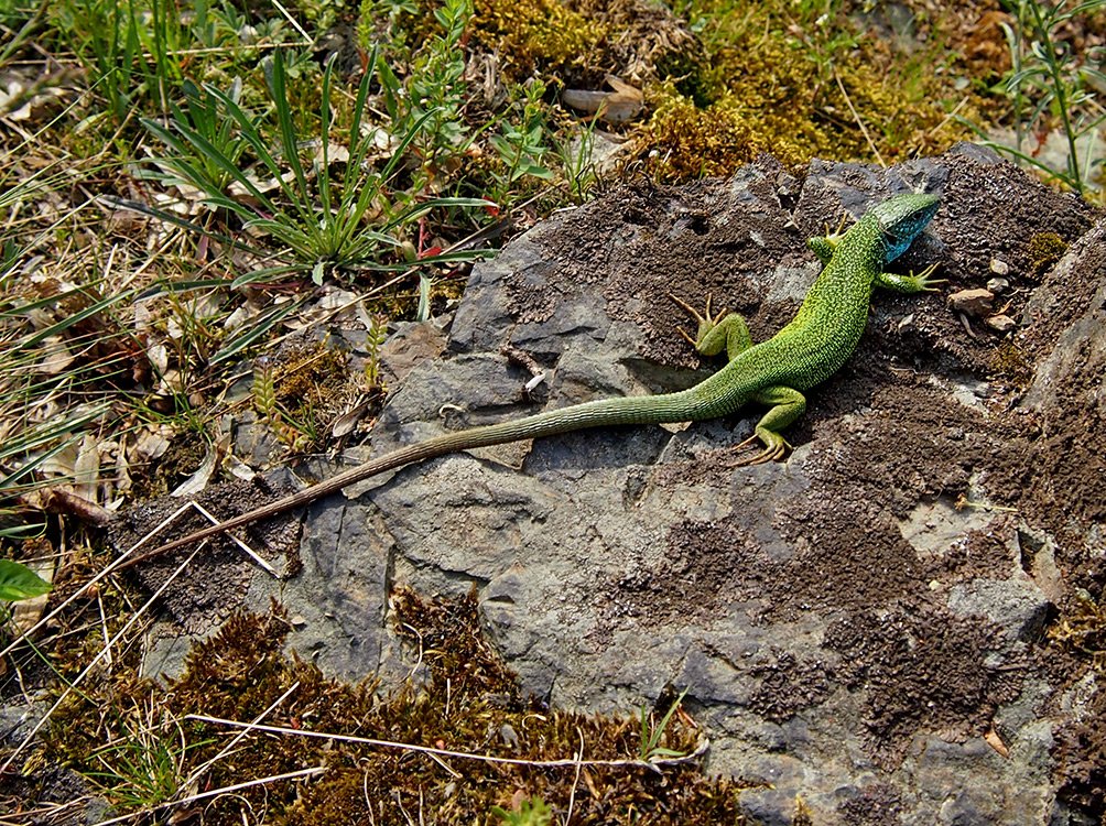 /Ještěrka zelená, sameček s dlouhým ocasem. /Ještěrka zelená, sameček s dlouhým ocasem.