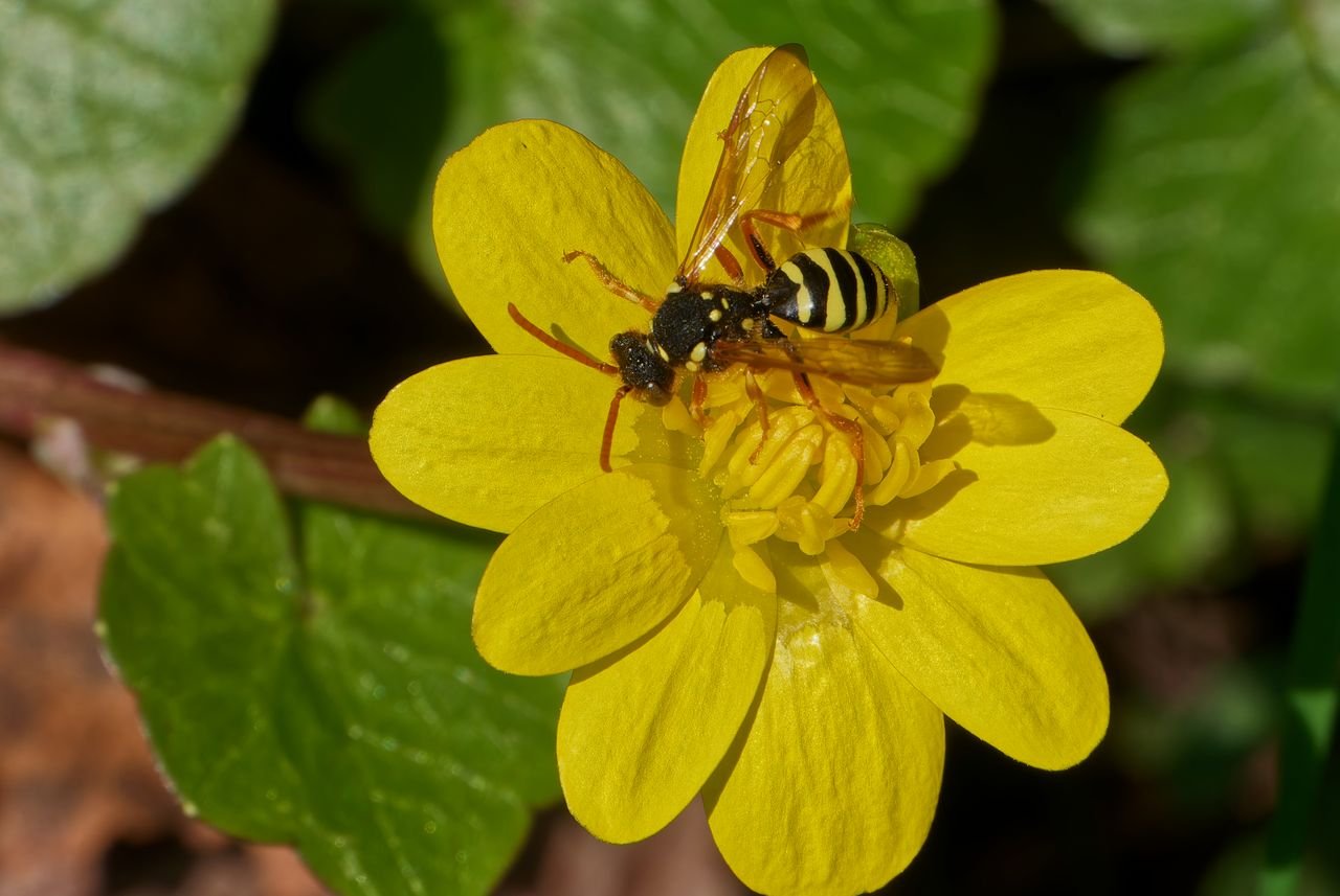 /Nomada succincta - foto Radim Herman 12. 4. 2025