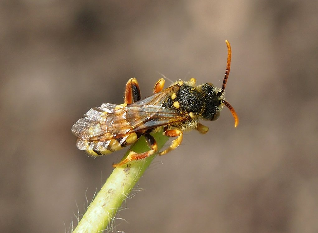 /Nomada ryšavá, sameček, foto shora. /Nomada ryšavá, sameček, foto shora.