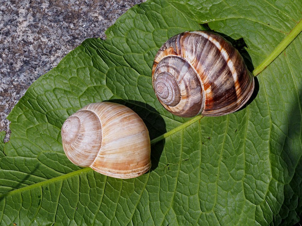 /Ulity různých druhů hlemýžďů, zahradního a balkánského.
