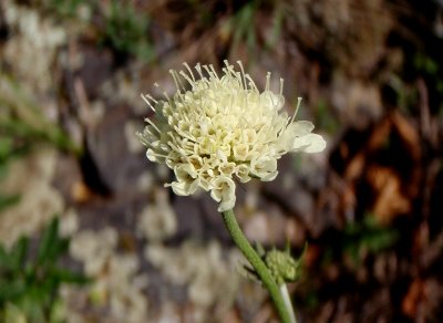 Hlaváč žlutavý (bledožlutý)