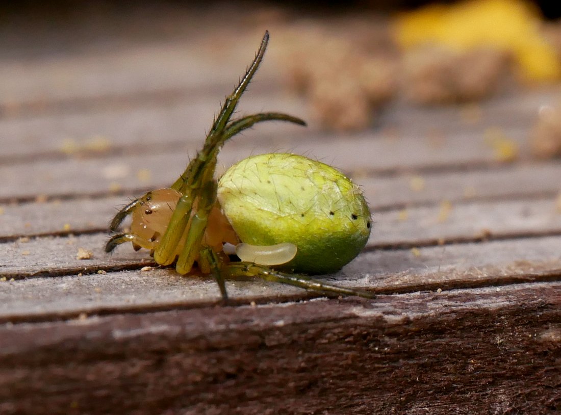 /Pavouk s přichyceným vajíčkem parazitoida.