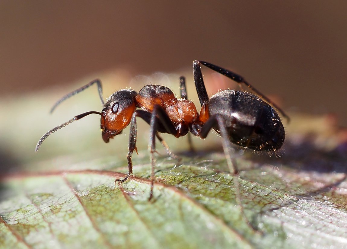 /Formica pratensis, dělnice, foto z boku.