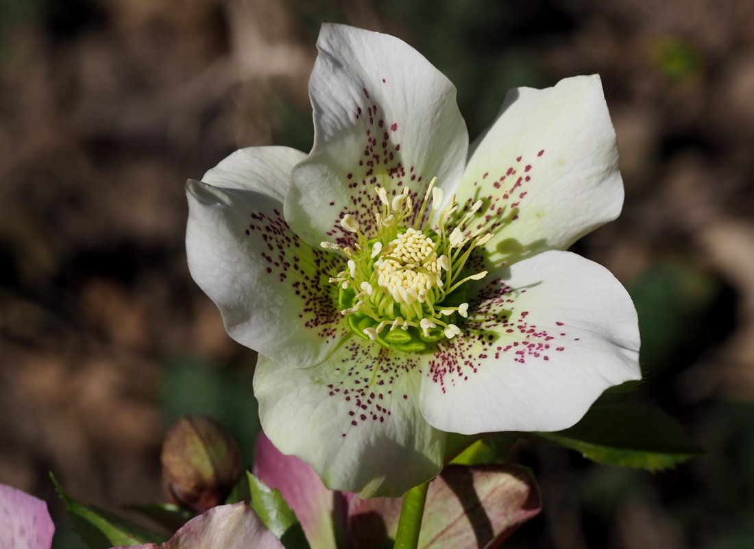 /Helleborus orientalis, subsp. guttatus.