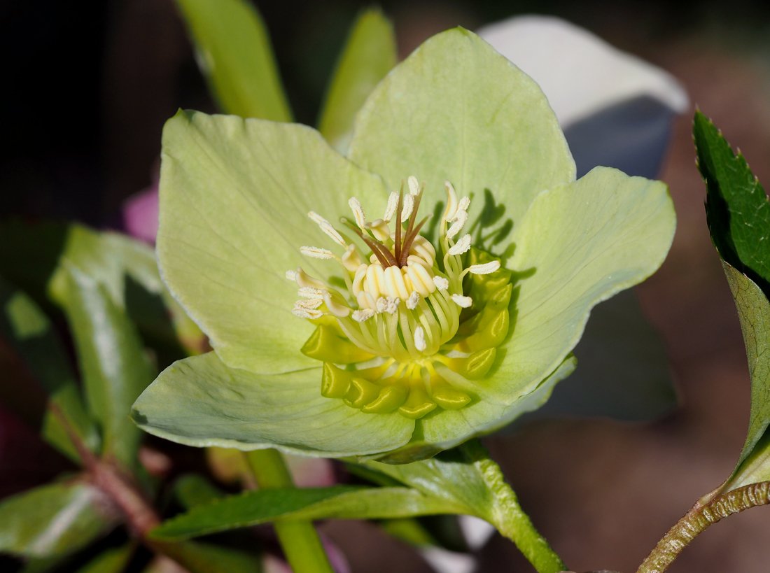 /Helleborus viridis. /Helleborus viridis.