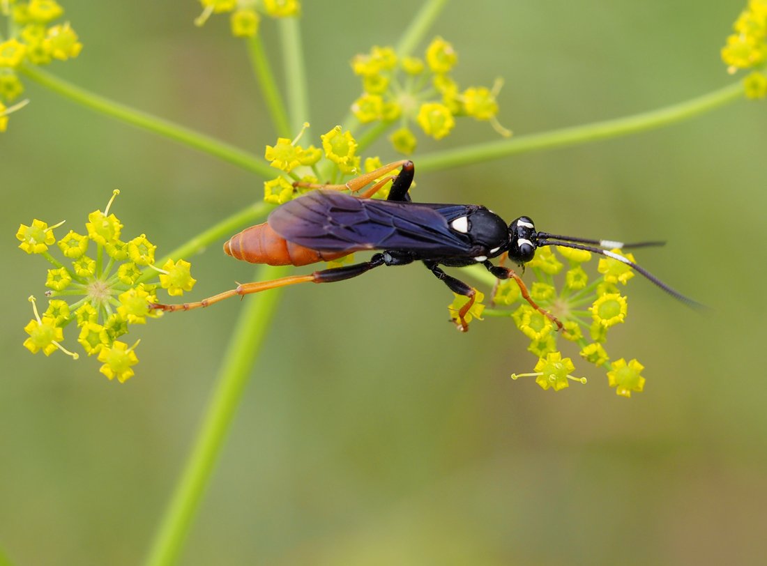 /Amblyjoppa fuscipennis v přírodní památce Baba v Praze 6.
