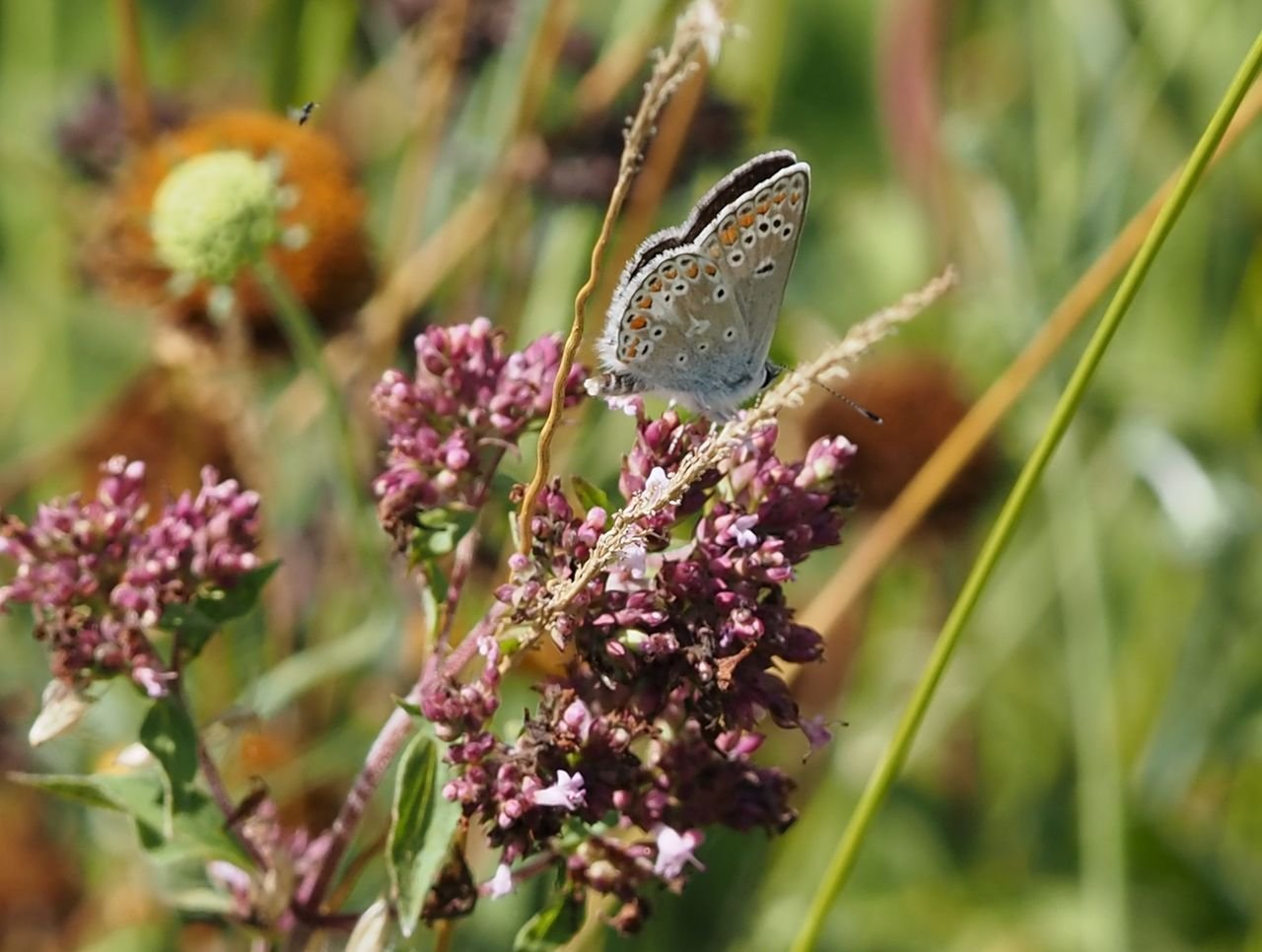 /Modrásek jehlicový na dobromysli.