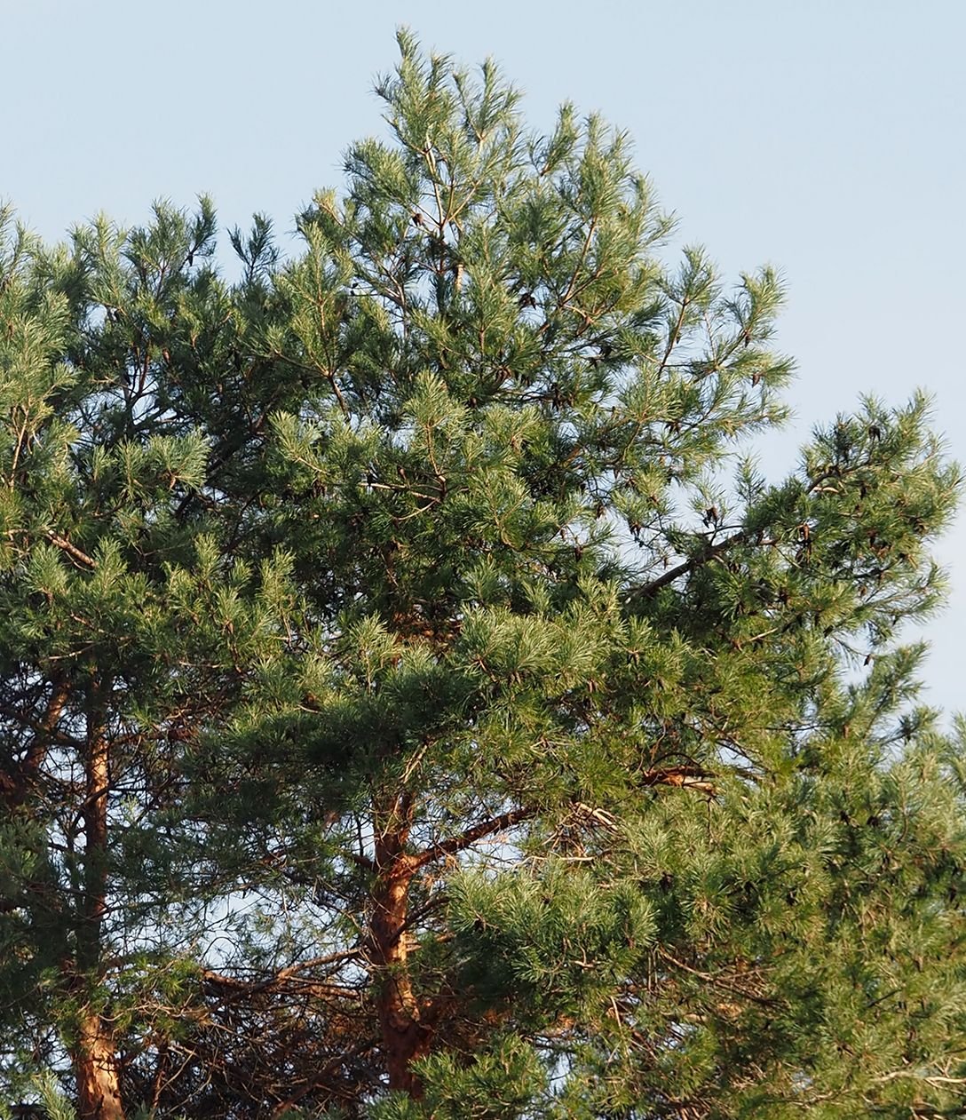 /Borovice lesní v prosinci 2024.