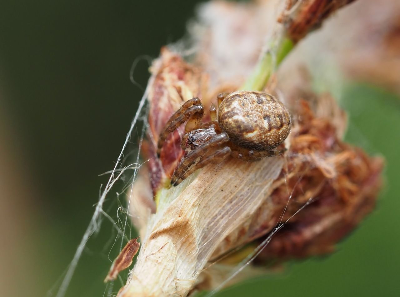 /Křižák rákosní, samička detail. /Křižák rákosní, samička detail.