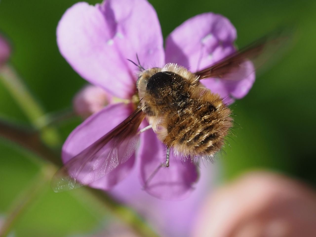 /Dlouhososka na fotografii shora nad květem večernice vonné.