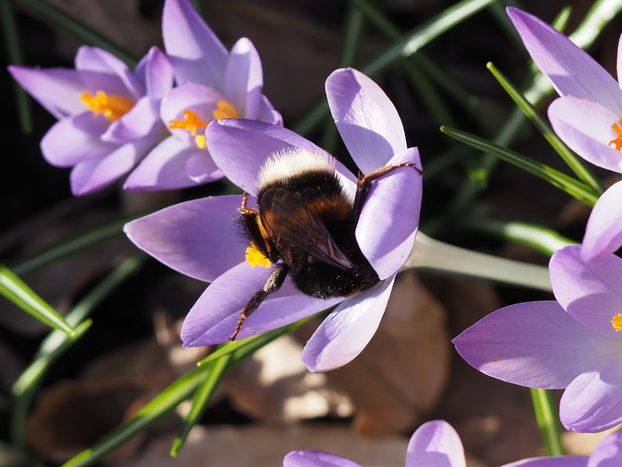 /Šafrán Tommasiniho s velikou čmeláčí matkou.