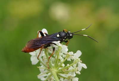 Lumek Amblyjoppa fuscipennis