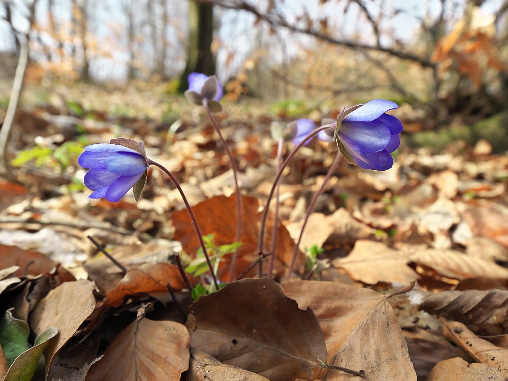 /Slunečná 2. 4. 2021 /Slunečná 2. 4. 2021