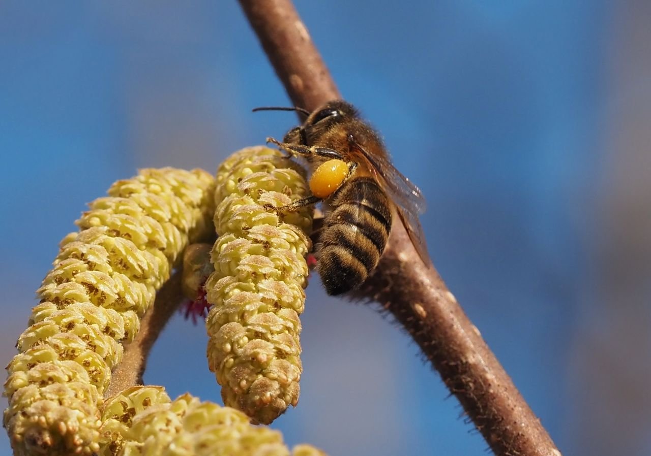 /Včela na jehnědě nasbírala pylovou rousku. /Včela na jehnědě nasbírala pylovou rousku.