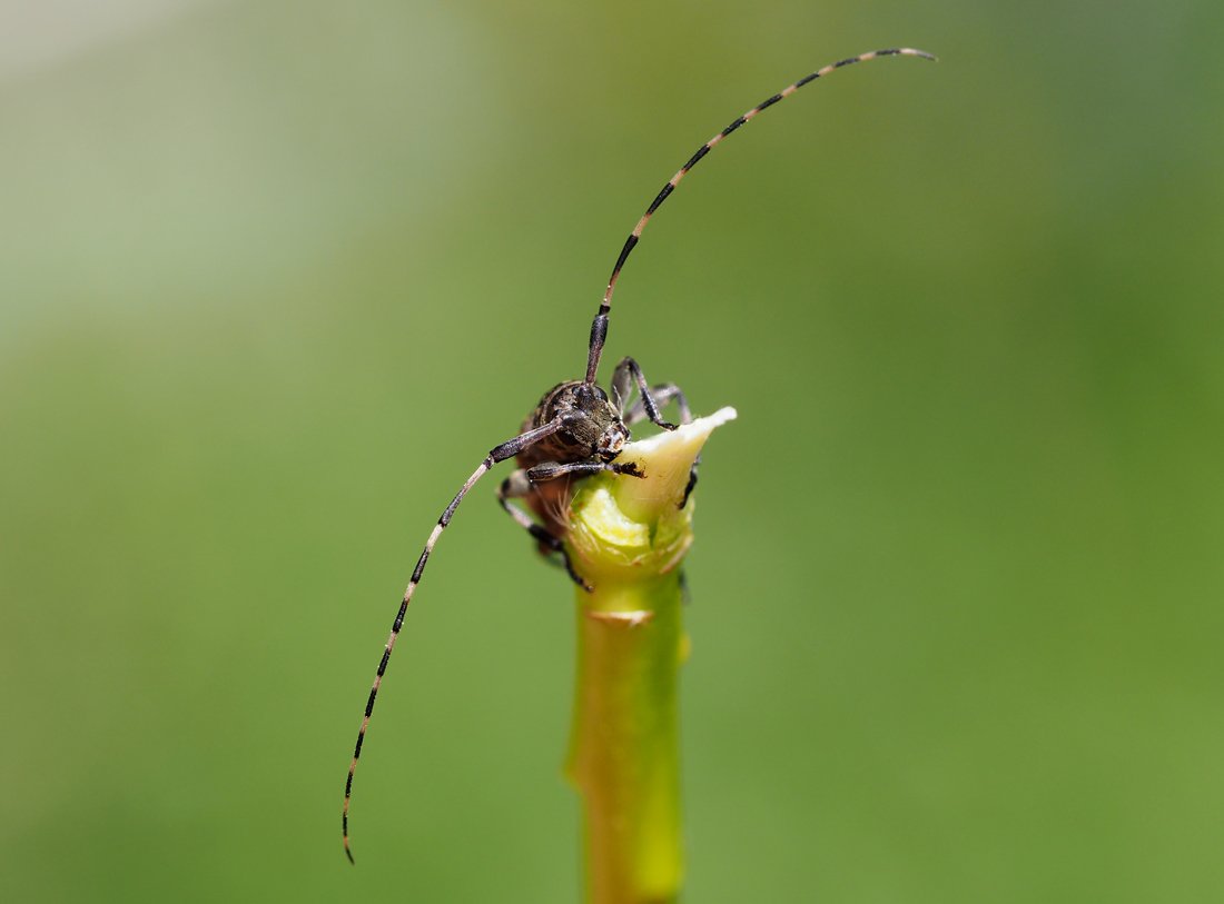 /Kozlíček tykadla.