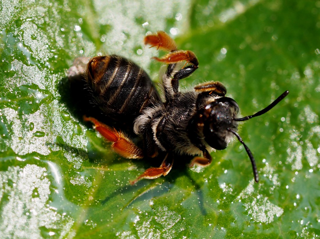 /Andrena haemorrhoa na zádech.