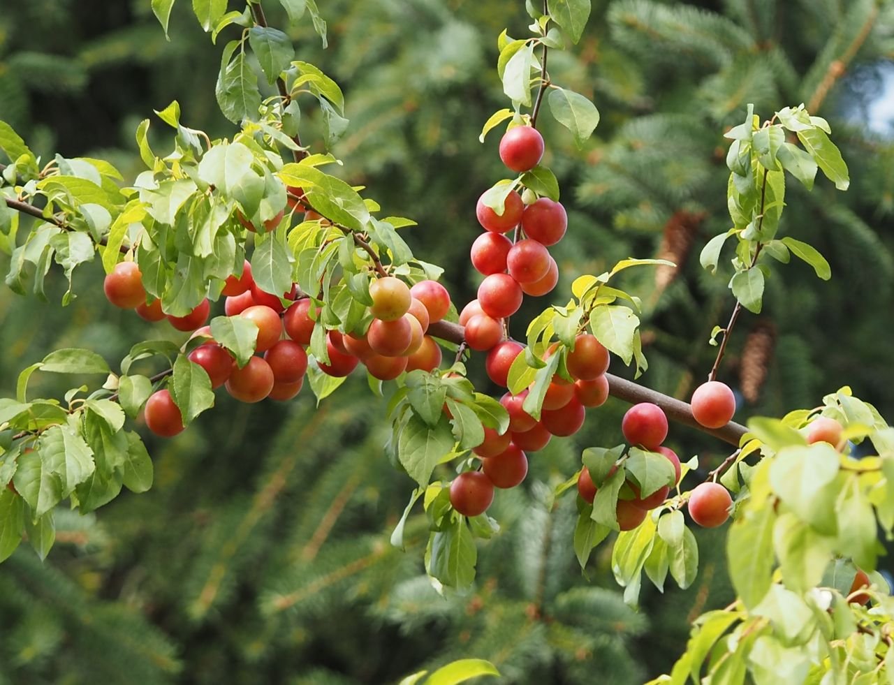 /Zplanělá slivoň u cesty před dozráním plodů. /Zplanělá slivoň u cesty před dozráním plodů.