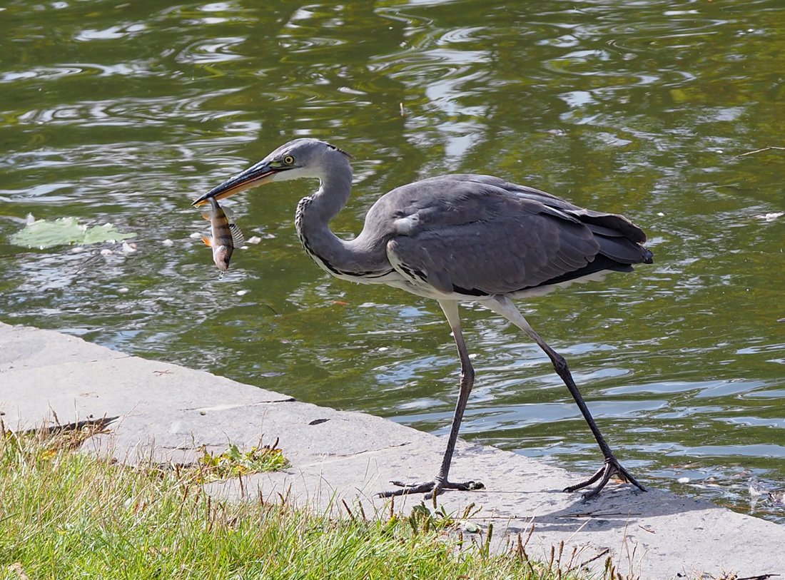 /Volavka a její ulovený okoun.
