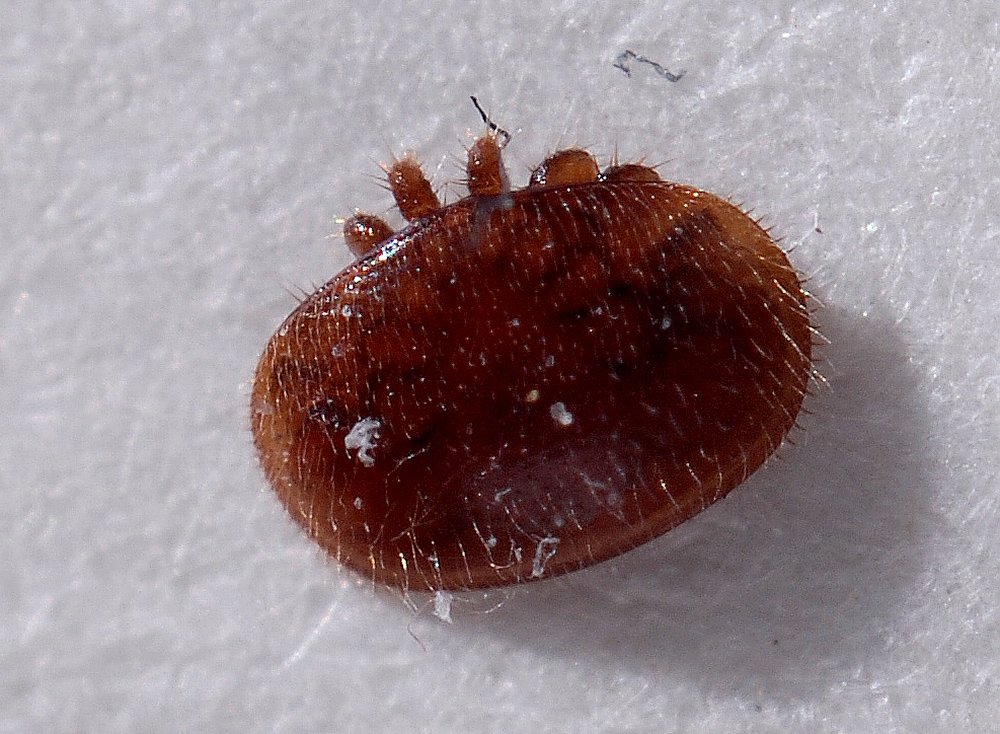 /Roztoč Varroa, pohled shora. /Roztoč Varroa, pohled shora.