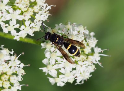 Hrnčířka Symmorphus bifasciatus
